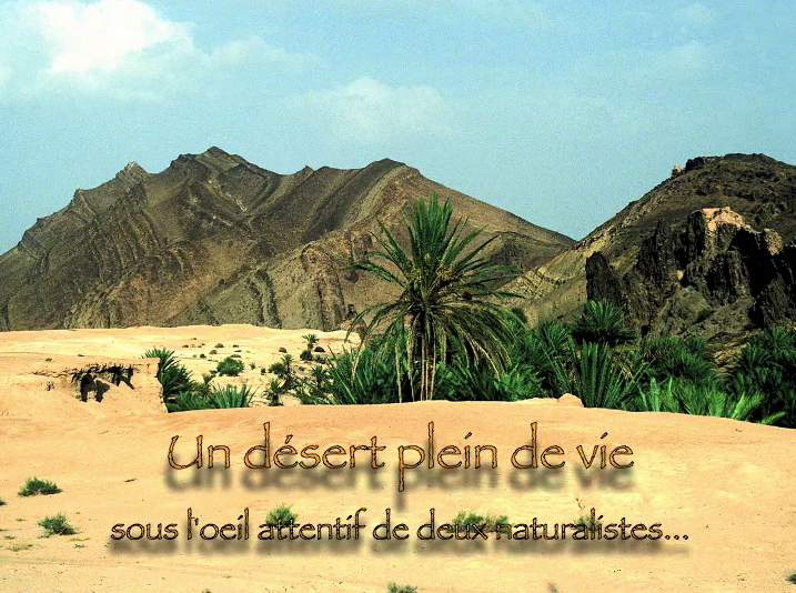 Impossible de lire la video